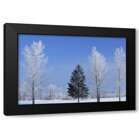 Canada, Birds Hill PP Trees covered in hoarfrost Black Modern Wood Framed Art Print with Double Matting by Grandmaison, Mike
