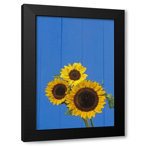 Canada, Manitoba, Winnipeg Sunflowers by a fence Black Modern Wood Framed Art Print with Double Matting by Grandmaison, Mike
