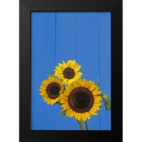 Canada, Manitoba, Winnipeg Sunflowers by a fence Black Modern Wood Framed Art Print by Grandmaison, Mike