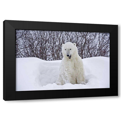 Canada, Churchill Polar bear emerges from den Black Modern Wood Framed Art Print with Double Matting by Grandmaison, Mike