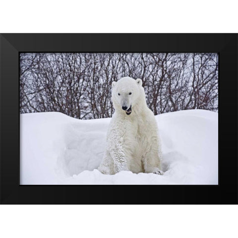 Canada, Churchill Polar bear emerges from den Black Modern Wood Framed Art Print by Grandmaison, Mike