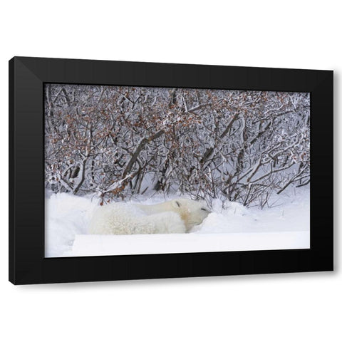 Canada, Churchill Polar bear sleeping in snow Black Modern Wood Framed Art Print by Grandmaison, Mike
