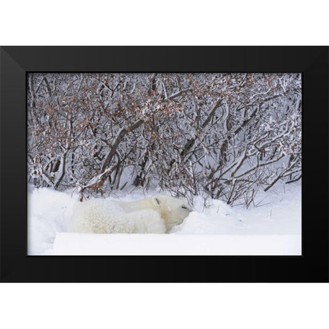 Canada, Churchill Polar bear sleeping in snow Black Modern Wood Framed Art Print by Grandmaison, Mike