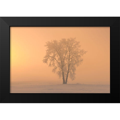 Canada-Manitoba-Dugald Hoarfrost covered cottonwood tree in fog at sunrise Black Modern Wood Framed Art Print by Jaynes Gallery
