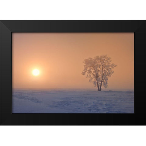 Canada-Manitoba-Dugald Hoarfrost covered cottonwood tree in fog at sunrise Black Modern Wood Framed Art Print by Jaynes Gallery