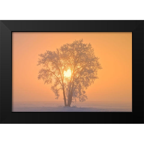 Canada-Manitoba-Dugald Hoarfrost covered cottonwood tree in fog at sunrise Black Modern Wood Framed Art Print by Jaynes Gallery
