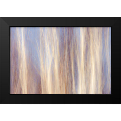 Canada-Manitoba-Sandilands Provincial Forest Forest abstract Black Modern Wood Framed Art Print by Jaynes Gallery