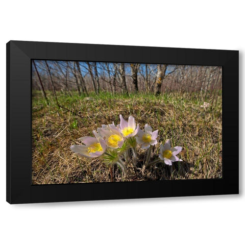 Canada-Manitoba-Prairie crocus in spring Black Modern Wood Framed Art Print with Double Matting by Jaynes Gallery