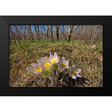 Canada-Manitoba-Prairie crocus in spring Black Modern Wood Framed Art Print by Jaynes Gallery