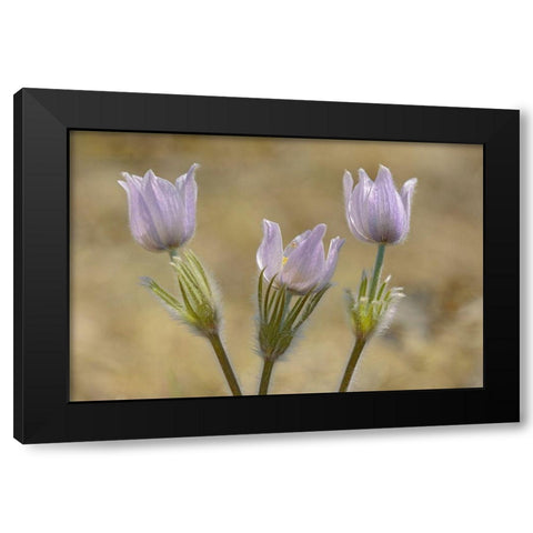 Canada-Manitoba-Prairie crocus in spring Black Modern Wood Framed Art Print with Double Matting by Jaynes Gallery