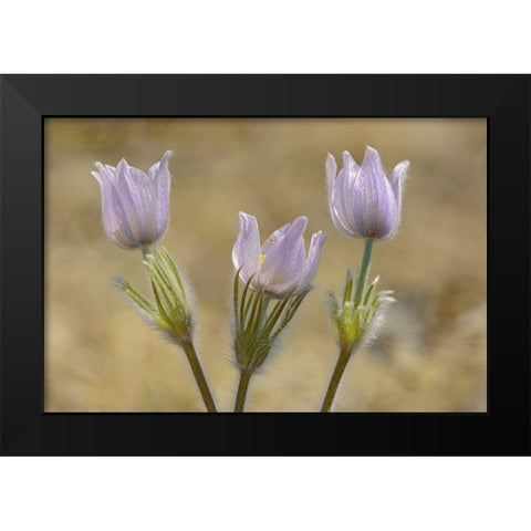 Canada-Manitoba-Prairie crocus in spring Black Modern Wood Framed Art Print by Jaynes Gallery