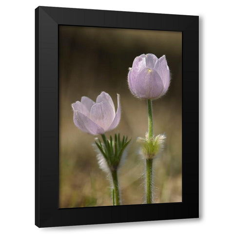 Canada-Manitoba-Prairie crocus in spring Black Modern Wood Framed Art Print by Jaynes Gallery