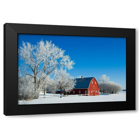 Canada-Manitoba-Grande Pointe Hoarfrost and red barn in winter Black Modern Wood Framed Art Print with Double Matting by Jaynes Gallery