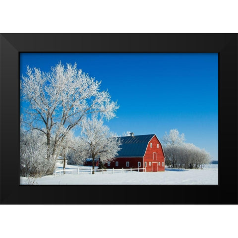Canada-Manitoba-Grande Pointe Hoarfrost and red barn in winter Black Modern Wood Framed Art Print by Jaynes Gallery