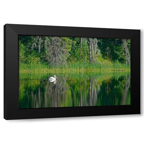 Canada-Manitoba-The Pas American white pelican on lake Black Modern Wood Framed Art Print by Jaynes Gallery