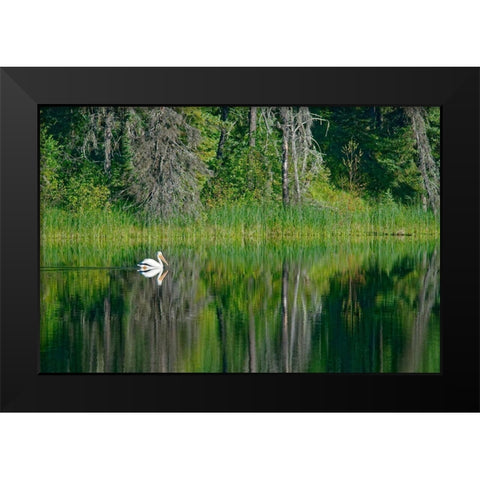 Canada-Manitoba-The Pas American white pelican on lake Black Modern Wood Framed Art Print by Jaynes Gallery
