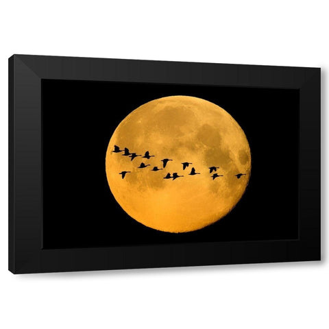 Canada-Winnipeg Montage of geese flying past harvest moon Black Modern Wood Framed Art Print with Double Matting by Jaynes Gallery