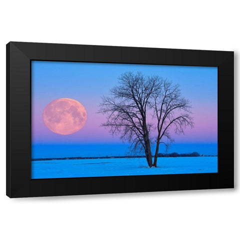 Canada-Manitoba-Dugald Full moon and cottonwood tree at dawn Black Modern Wood Framed Art Print by Jaynes Gallery