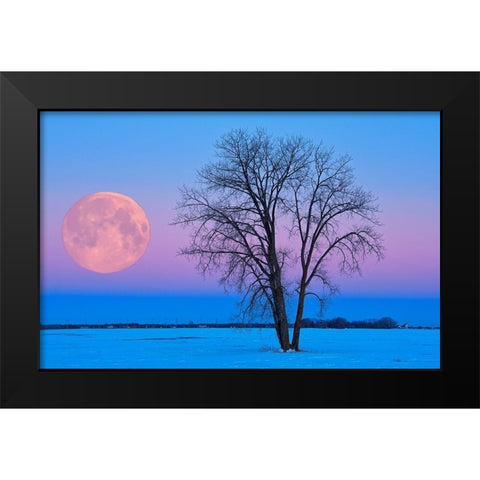 Canada-Manitoba-Dugald Full moon and cottonwood tree at dawn Black Modern Wood Framed Art Print by Jaynes Gallery