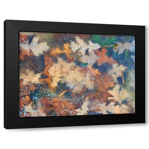 Canada-Manitoba-Winnipeg Autumn leaves frozen in ice Black Modern Wood Framed Art Print by Jaynes Gallery