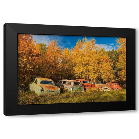 Canada-Manitoba-St Lupicin Vintage old vehicles in wrecking yard Black Modern Wood Framed Art Print by Jaynes Gallery