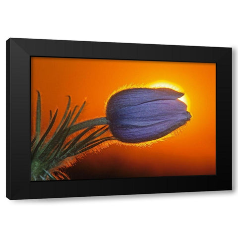 Canada-Manitoba-Winnipeg Prairie crocus backlit at sunrise Black Modern Wood Framed Art Print by Jaynes Gallery
