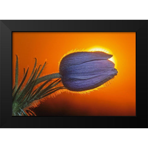 Canada-Manitoba-Winnipeg Prairie crocus backlit at sunrise Black Modern Wood Framed Art Print by Jaynes Gallery