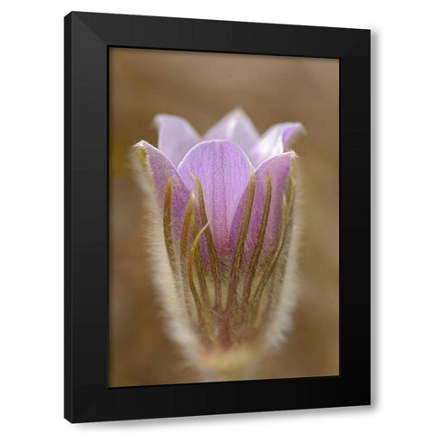 Canada-Manitoba-Mars Hill Wildlife Management Area Detail of prairie crocus flower Black Modern Wood Framed Art Print by Jaynes Gallery