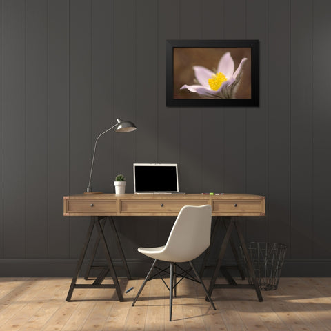 Canada-Manitoba-Mars Hill Wildlife Management Area Detail of prairie crocus flower Black Modern Wood Framed Art Print by Jaynes Gallery