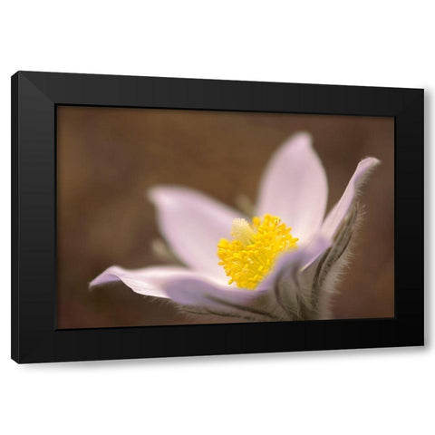 Canada-Manitoba-Mars Hill Wildlife Management Area Detail of prairie crocus flower Black Modern Wood Framed Art Print by Jaynes Gallery