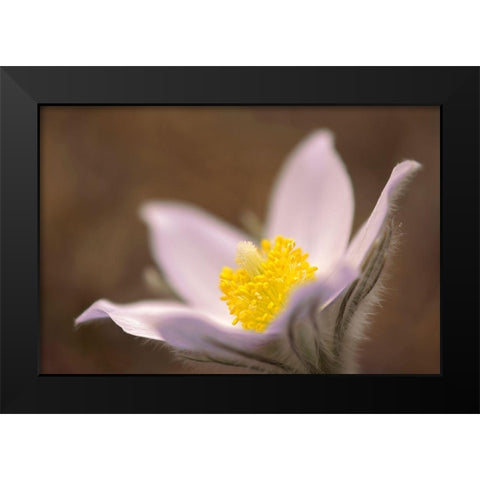 Canada-Manitoba-Mars Hill Wildlife Management Area Detail of prairie crocus flower Black Modern Wood Framed Art Print by Jaynes Gallery