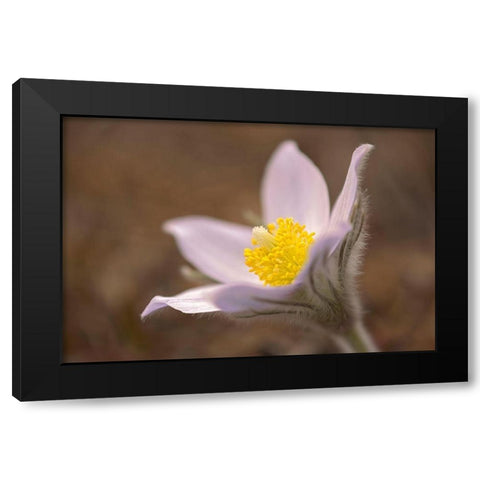 Canada-Manitoba-Mars Hill Wildlife Management Area Detail of prairie crocus flower Black Modern Wood Framed Art Print with Double Matting by Jaynes Gallery