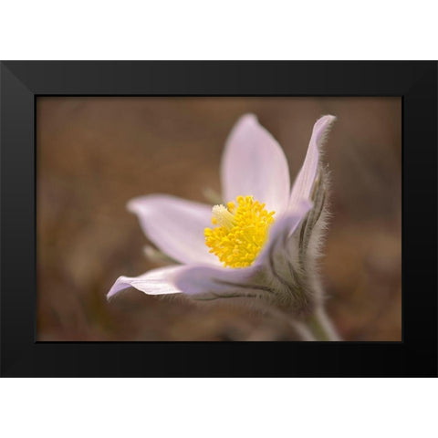 Canada-Manitoba-Mars Hill Wildlife Management Area Detail of prairie crocus flower Black Modern Wood Framed Art Print by Jaynes Gallery