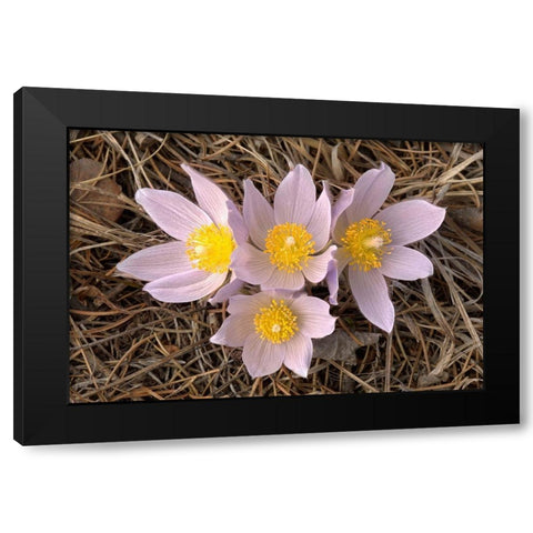 Canada-Manitoba-Mars Hill Wildlife Management Area Close-up of prairie crocus flowers Black Modern Wood Framed Art Print with Double Matting by Jaynes Gallery