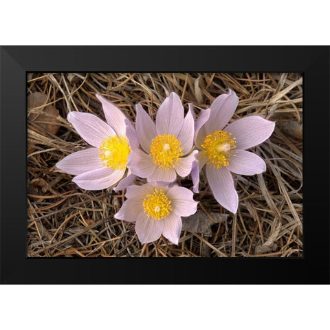 Canada-Manitoba-Mars Hill Wildlife Management Area Close-up of prairie crocus flowers Black Modern Wood Framed Art Print by Jaynes Gallery