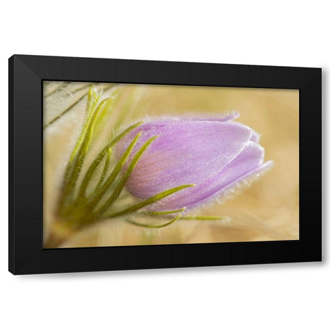 Canada-Manitoba-Winnipeg Close-up of prairie crocus flower Black Modern Wood Framed Art Print with Double Matting by Jaynes Gallery