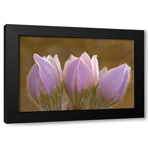 Canada-Manitoba-Mars Hill Wildlife Management Area Close-up of prairie crocus flowers Black Modern Wood Framed Art Print with Double Matting by Jaynes Gallery