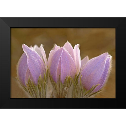 Canada-Manitoba-Mars Hill Wildlife Management Area Close-up of prairie crocus flowers Black Modern Wood Framed Art Print by Jaynes Gallery