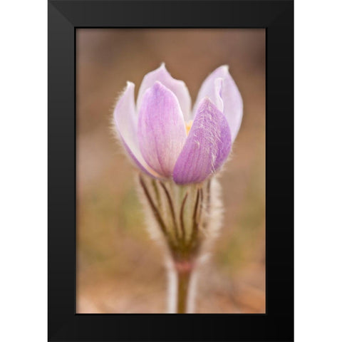 Canada-Manitoba-Sandilands Provincial Forest Prairie crocus flower close-up Black Modern Wood Framed Art Print by Jaynes Gallery