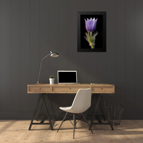 Canada-Manitoba-Sandilands Provincial Forest Prairie crocus flower close-up Black Modern Wood Framed Art Print by Jaynes Gallery