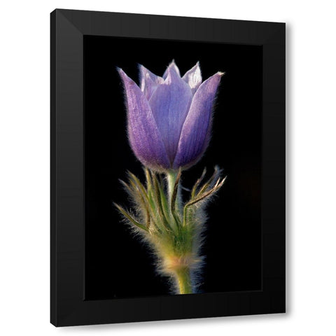 Canada-Manitoba-Sandilands Provincial Forest Prairie crocus flower close-up Black Modern Wood Framed Art Print by Jaynes Gallery