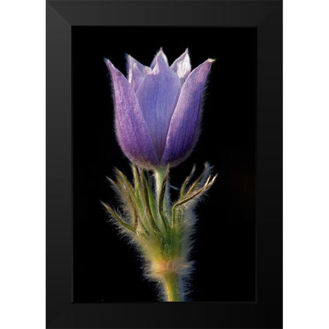 Canada-Manitoba-Sandilands Provincial Forest Prairie crocus flower close-up Black Modern Wood Framed Art Print by Jaynes Gallery