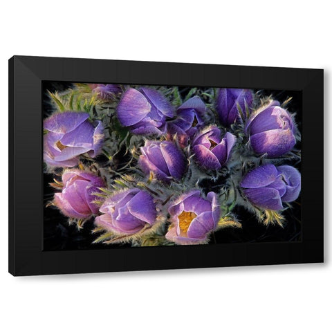 Canada-Manitoba-Sandilands Provincial Forest Prairie crocus flowers close-up Black Modern Wood Framed Art Print by Jaynes Gallery