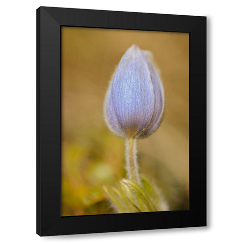 Canada-Manitoba-Libau Prairie crocus flower close-up Black Modern Wood Framed Art Print with Double Matting by Jaynes Gallery