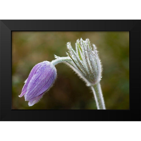 Canada-Manitoba-Sandilands Provincial Forest Prairie crocus flower close-up Black Modern Wood Framed Art Print by Jaynes Gallery