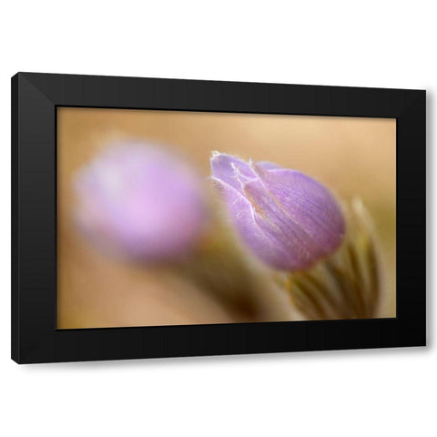 Canada-Manitoba-Libau Prairie crocus flower close-up Black Modern Wood Framed Art Print with Double Matting by Jaynes Gallery