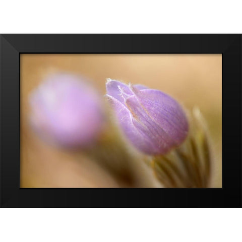 Canada-Manitoba-Libau Prairie crocus flower close-up Black Modern Wood Framed Art Print by Jaynes Gallery