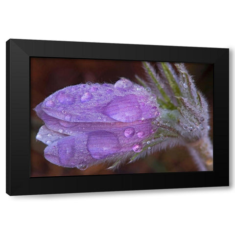 Canada-Manitoba-Sandilands Provincial Forest Prairie crocus flowers with dew lose-up Black Modern Wood Framed Art Print by Jaynes Gallery