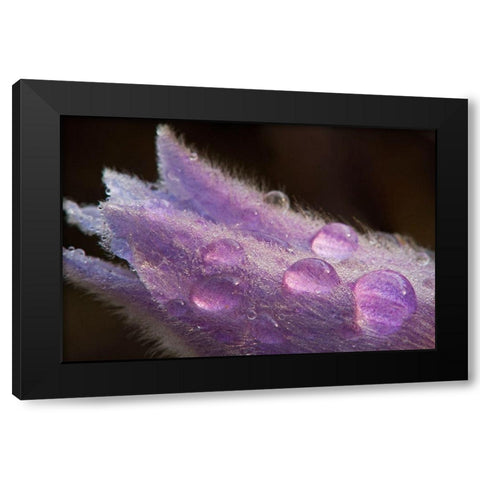 Canada-Manitoba-Sandilands Provincial Forest Prairie crocus flowers with dew lose-up Black Modern Wood Framed Art Print by Jaynes Gallery