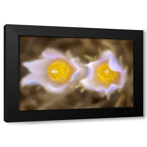 Canada-Manitoba-Winnipeg Close-up of prairie crocus flowers Black Modern Wood Framed Art Print by Jaynes Gallery